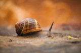 Le célèbre escargot de bourgogne